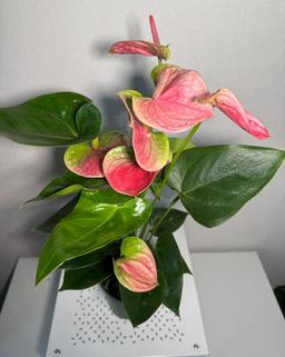 slider-extra-image